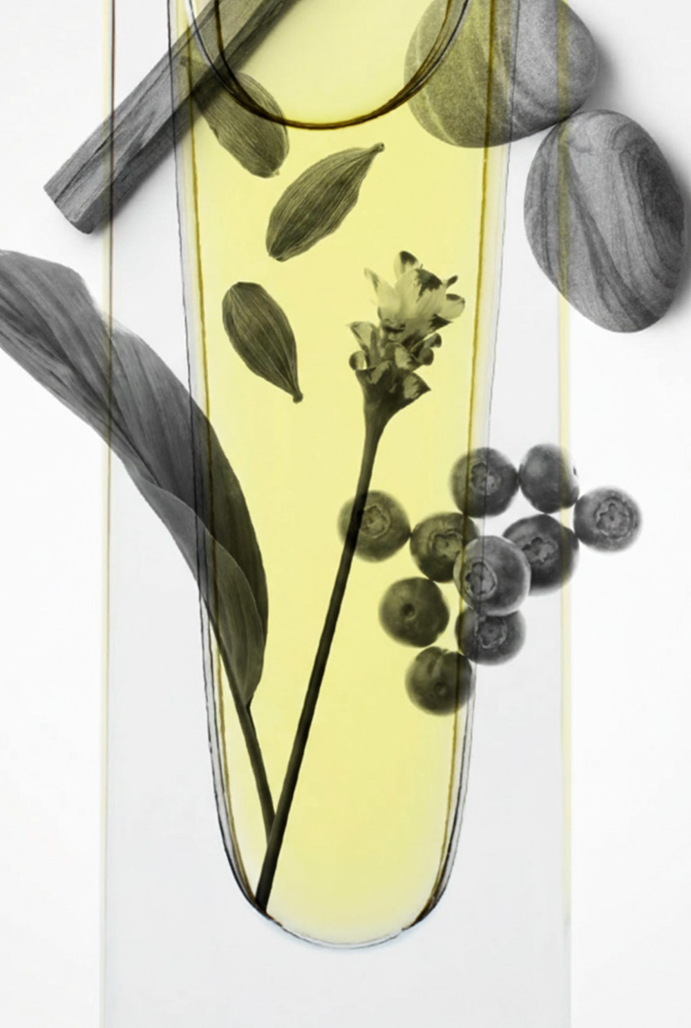 植物とアロマオイル